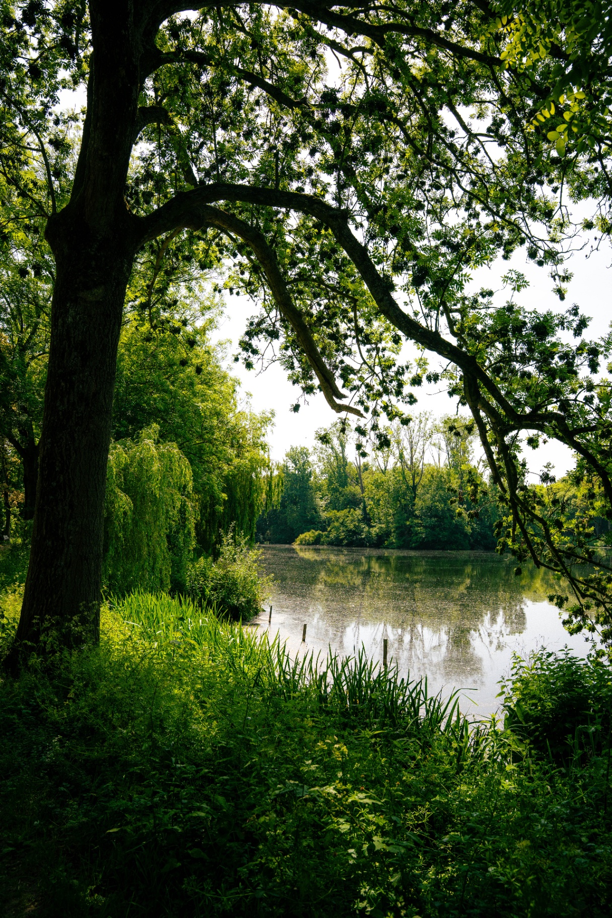 Wandelpad langs de vestinggrachten van Ieper